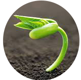 sprout